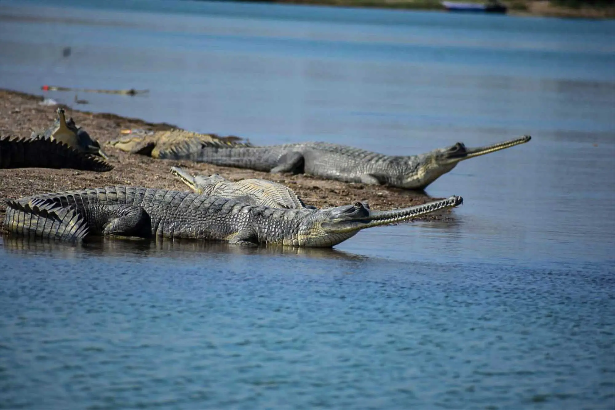 chambal gharial sanctuary